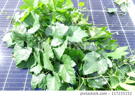 Close-up of overgrown weeds on solar panels Close-up of overgrown weeds on solar panels 117235152