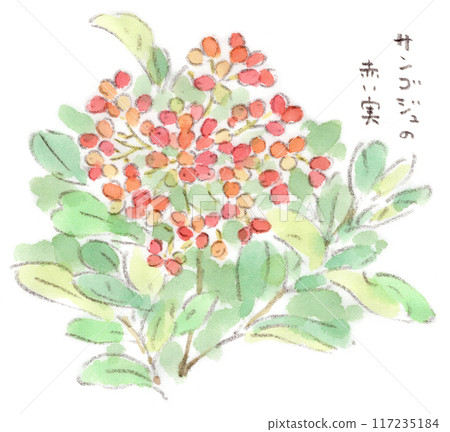 Summer plant, watercolor illustration of red colored coral fruit 117235184