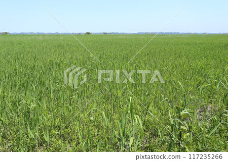 The reeds in Kayaba growing in early summer 117235266