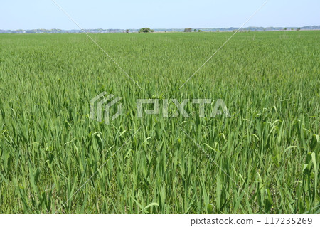 初夏時節,草地上的蘆葦長得很茂盛。 初夏時節,草地上的蘆葦長得很茂盛。 117235269