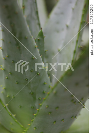 木王錦的荊棘 117235296