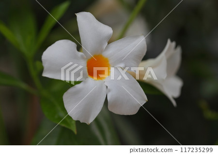White mandevilla flower 117235299