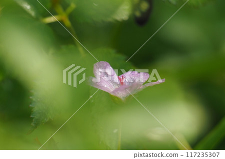 Hakusanfuro's flower Hakusanfuro's flower 117235307