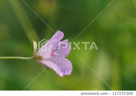Small pink flowers of the white mountain bellflower 117235309