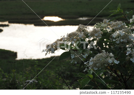 Hydrangea paniculata flowers and pond in Yashima Marsh 117235490