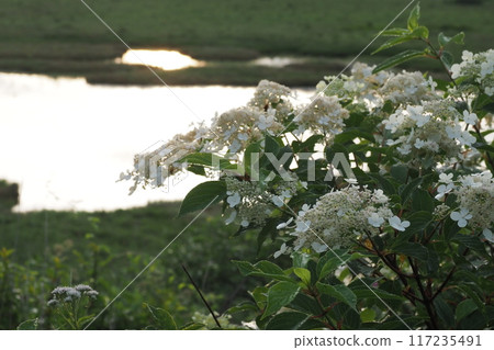 Hydrangea paniculata flowers and pond in Yashima Marsh 117235491