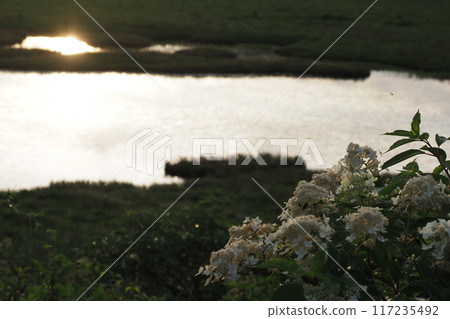 Sunrise at Yashima Marsh and Deutzia paniculata flowers 117235492