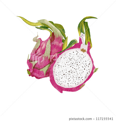 dragon fruit watercolor pictures on paper 117235541