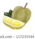 durian watercolor pictures on paper 117235544