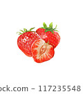 strawberry watercolor pictures on paper 117235548