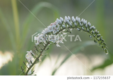 White loosestrife flowers blooming in the Yashima Marsh 117235637