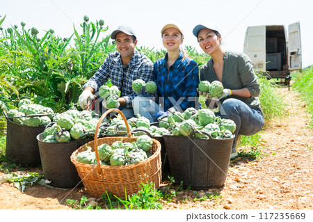 Three farmers are happy with harvested artichoke crop 117235669