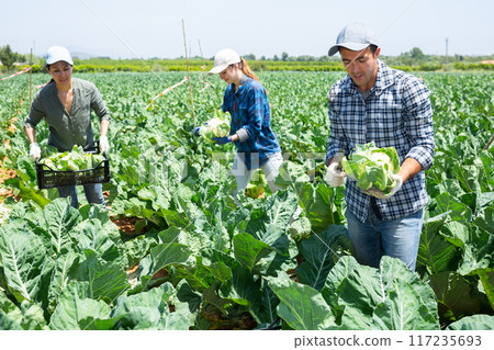 Plantation workers picking cauliflowers on field 117235693