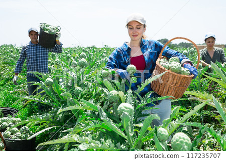 Caucasian woman plantation worker picking artichokes on vegetable field Caucasian woman plantation worker picking artichokes on vegetable field 117235707