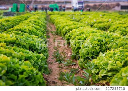 Rows of harvest of green lettuce in garden outdoor Rows of harvest of green lettuce in garden outdoor 117235710