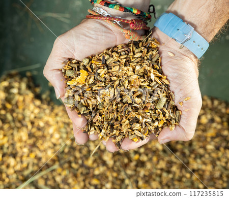 Compound feed for feeding horses in hands closeup Compound feed for feeding horses in hands closeup 117235815