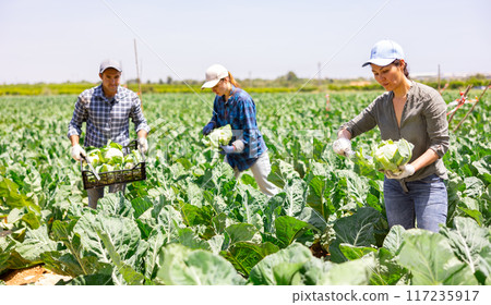 Positive asian woman picking harvest of cauliflower cabbage on field 117235917