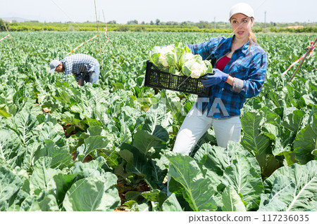 Portrait of woman gardener with crate full of cauliflowers Portrait of woman gardener with crate full of cauliflowers 117236035