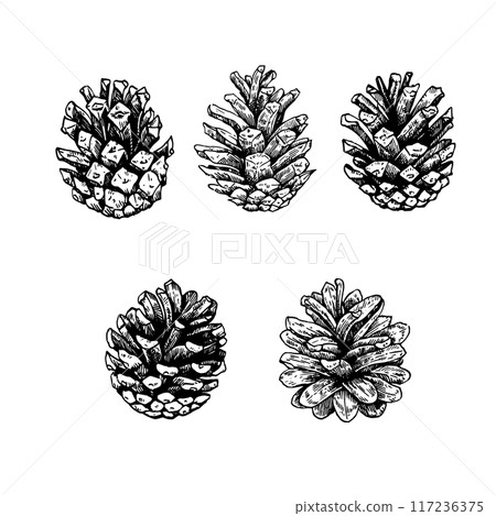 Collection of pine cones. Black and white illustration in engraving style. Set of design elements. Collection of pine cones. Black and white illustration in engraving style. Set of design elements. 117236375