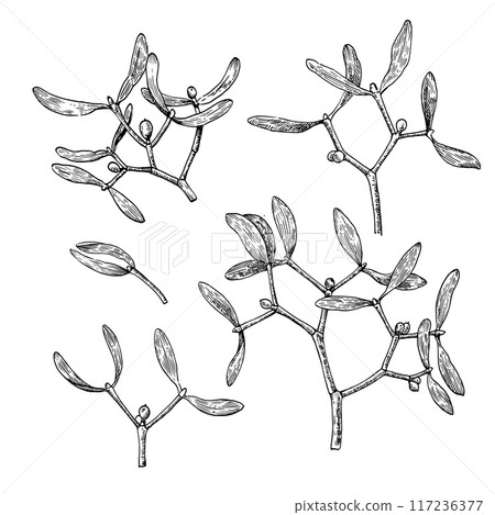 Mistletoe branches with berries. Black and white illustration in engraving style. Set of design elements. Mistletoe branches with berries. Black and white illustration in engraving style. Set of design elements. 117236377