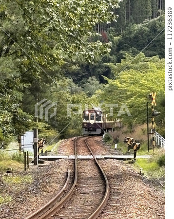 當地火車穿過新鮮的綠地 117236389