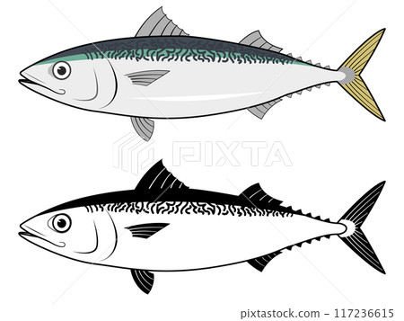 從側面看鯖魚 從側面看鯖魚 117236615