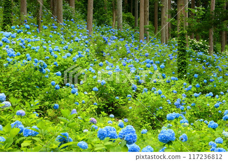 岩手縣一關市舞川原澤,繡球花名勝地奧繡球園,一簇簇藍色的繡球花填滿了杉樹林的樹木間隙 岩手縣一關市舞川原澤,繡球花名勝地奧繡球園,一簇簇藍色的繡球花填滿了杉樹林的樹木間隙 117236812