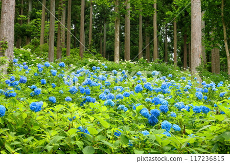 岩手縣一關市舞川原澤,繡球花名勝地奧繡球園,一簇簇藍色的繡球花填滿了杉樹林的樹木間隙 岩手縣一關市舞川原澤,繡球花名勝地奧繡球園,一簇簇藍色的繡球花填滿了杉樹林的樹木間隙 117236815
