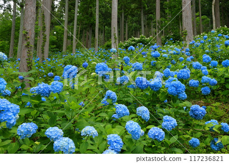 Maikawaharasawa, Ichinoseki City, Iwate Prefecture, Michinoku Hydrangea Garden, a famous spot for hydrangeas, a cluster of blue hydrangeas filling the gaps between the trees in the cedar forest Maikawaharasawa, Ichinoseki City, Iwate Prefecture, Michinoku Hydrangea Garden, a famous spot for hydrangeas, a cluster of blue hydrangeas filling the gaps between the trees in the cedar forest 117236821
