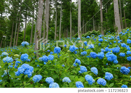 岩手縣一關市舞川原澤，繡球花名勝地奧繡球園，一簇簇藍色的繡球花填滿了杉樹林的樹木間隙 117236823
