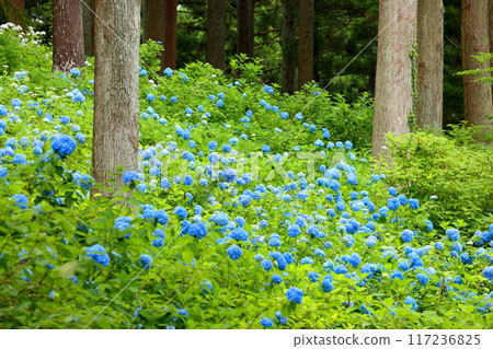Maikawaharasawa, Ichinoseki City, Iwate Prefecture, Michinoku Hydrangea Garden, a famous spot for hydrangeas, a cluster of blue hydrangeas filling the gaps between the trees in the cedar forest Maikawaharasawa, Ichinoseki City, Iwate Prefecture, Michinoku Hydrangea Garden, a famous spot for hydrangeas, a cluster of blue hydrangeas filling the gaps between the trees in the cedar forest 117236825