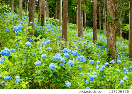 Maikawaharasawa, Ichinoseki City, Iwate Prefecture, Michinoku Hydrangea Garden, a famous spot for hydrangeas, a cluster of blue hydrangeas filling the gaps between the trees in the cedar forest Maikawaharasawa, Ichinoseki City, Iwate Prefecture, Michinoku Hydrangea Garden, a famous spot for hydrangeas, a cluster of blue hydrangeas filling the gaps between the trees in the cedar forest 117236826