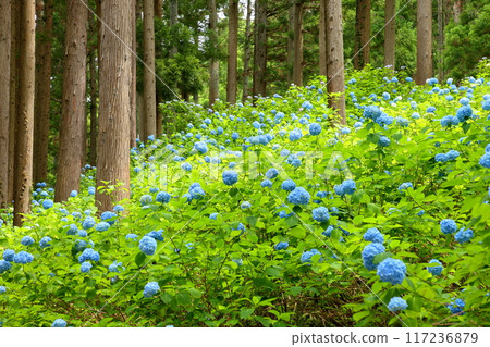 Maikawaharasawa, Ichinoseki City, Iwate Prefecture, Michinoku Hydrangea Garden, a famous spot for hydrangeas, a cluster of blue hydrangeas filling the gaps between the trees in the cedar forest Maikawaharasawa, Ichinoseki City, Iwate Prefecture, Michinoku Hydrangea Garden, a famous spot for hydrangeas, a cluster of blue hydrangeas filling the gaps between the trees in the cedar forest 117236879