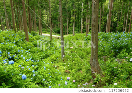 Maikawaharasawa, Ichinoseki City, Iwate Prefecture, Michinoku Hydrangea Garden, a famous spot for hydrangeas, a cluster of blue hydrangeas filling the gaps between the trees in the cedar forest Maikawaharasawa, Ichinoseki City, Iwate Prefecture, Michinoku Hydrangea Garden, a famous spot for hydrangeas, a cluster of blue hydrangeas filling the gaps between the trees in the cedar forest 117236952
