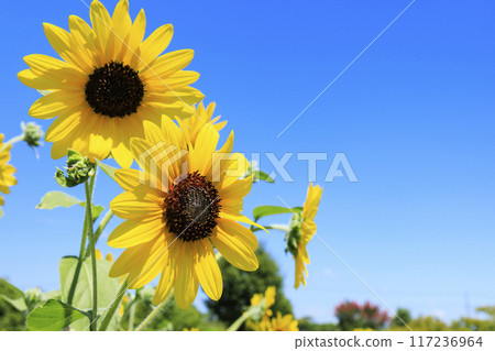 鮮味山公園向日葵盛開,夏花盛開 鮮味山公園向日葵盛開,夏花盛開 117236964
