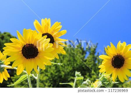 鮮味山公園向日葵盛開，夏花盛開 117236969
