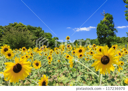 Umami Hill Park Sunflowers in full bloom and summer flowers 117236970