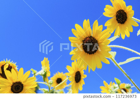 Umami Hill Park Sunflowers in full bloom and summer flowers 117236973