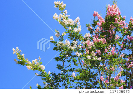 鮮味山公園向日葵盛開，夏花盛開 117236975