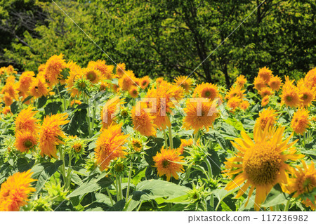 鮮味山公園向日葵盛開，夏花盛開 117236982