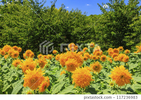 Umami Hill Park Sunflowers in full bloom and summer flowers 117236983