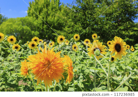 鮮味山公園向日葵盛開，夏花盛開 117236985