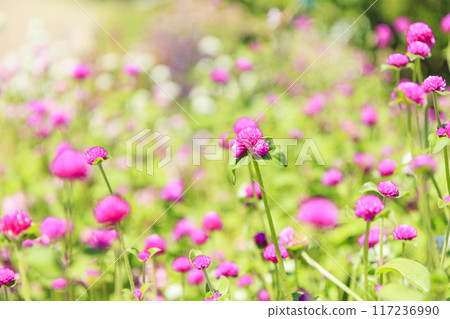Umami Hill Park Sunflowers in full bloom and summer flowers 117236990