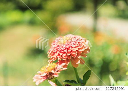 鮮味山公園向日葵盛開，夏花盛開 117236991