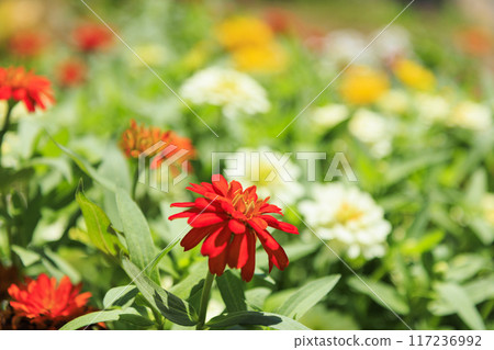 鮮味山公園向日葵盛開，夏花盛開 117236992