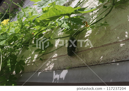 Bitter melon crawling wall Bitter melon crawling wall 117237204