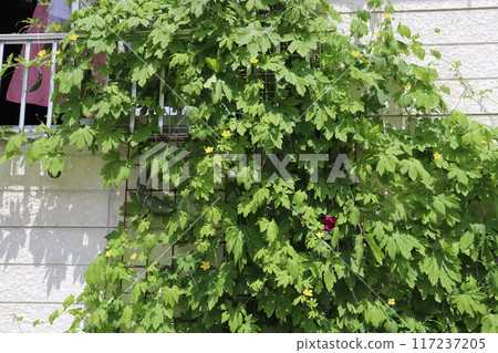 Bitter melon crawling wall 117237205