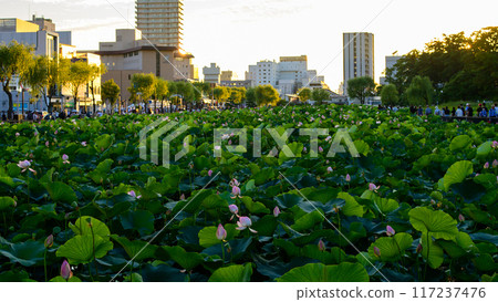 Lotus flowers blooming in the moat in front of the Otemon Gate and Akita city at sunset Lotus flowers blooming in the moat in front of the Otemon Gate and Akita city at sunset 117237476