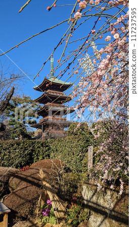 櫻花和五層寶塔映襯著春日蔚藍的天空 櫻花和五層寶塔映襯著春日蔚藍的天空 117237595