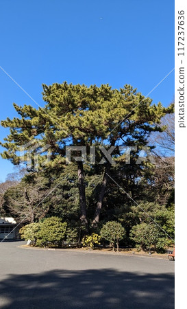 風景與松樹和晴朗的冬日天空 117237636